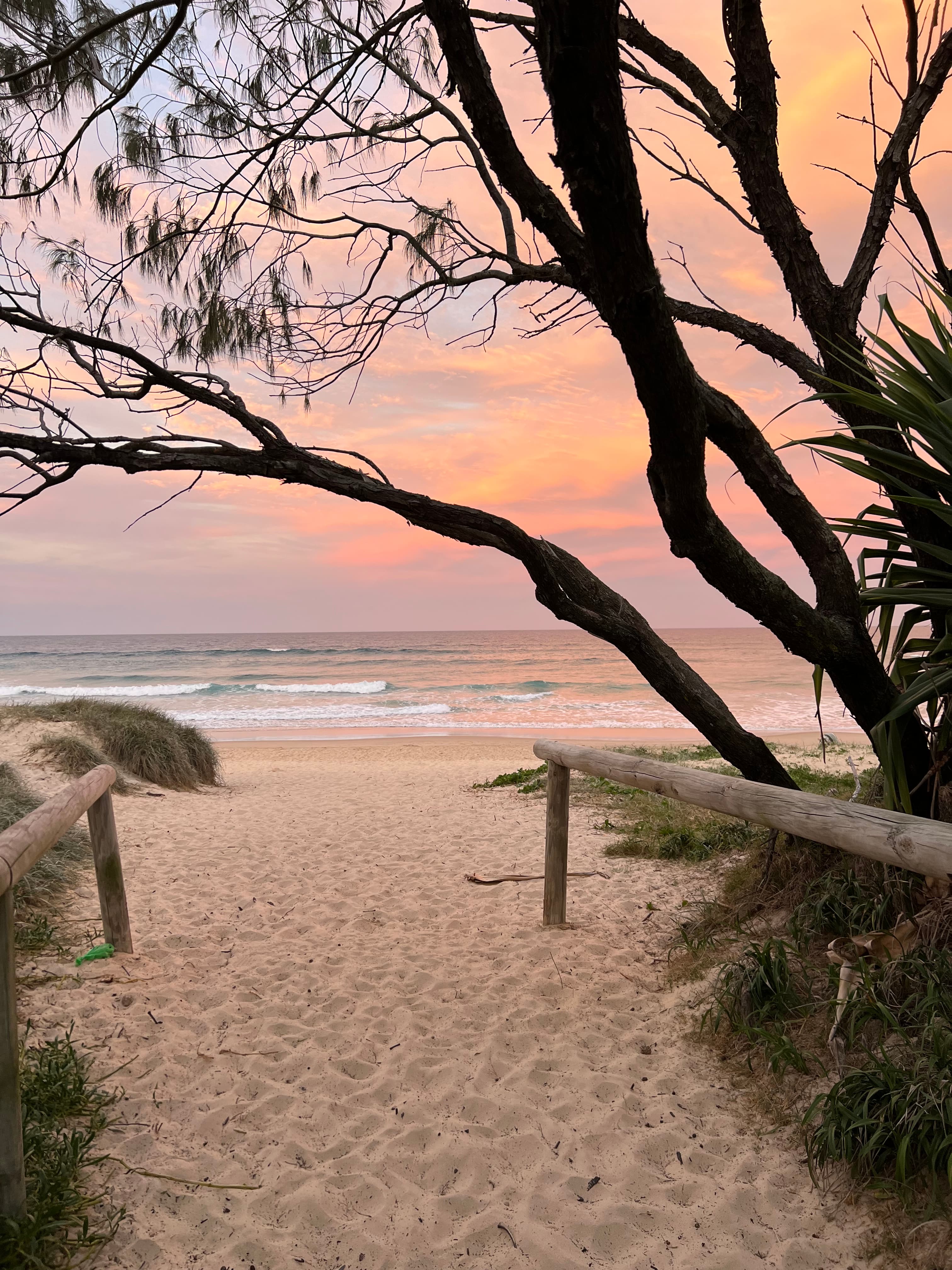 Coastal path at sunset with native trees framing the ocean, Queensland lifestyle